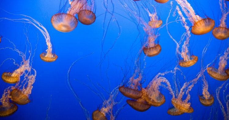 jellyfish in an aquarium