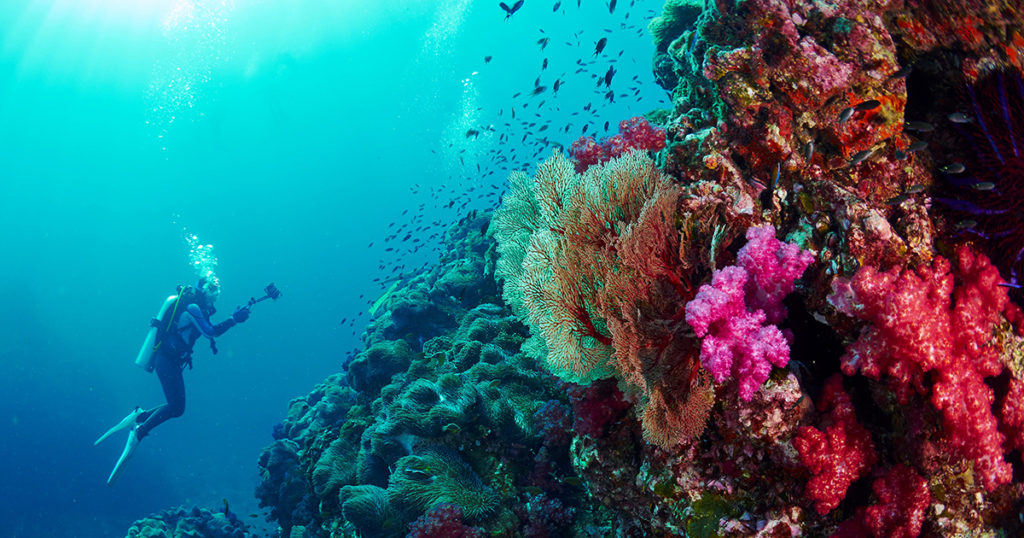 scuba diver and reef