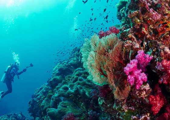 scuba diver and reef