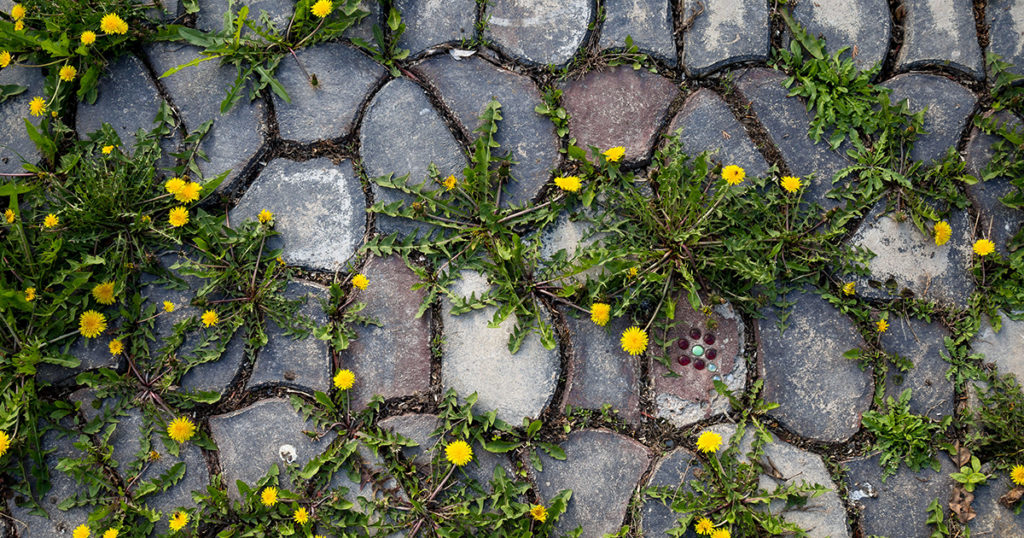 weeds growing through cracks