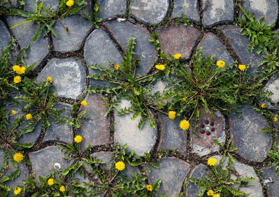 weeds growing through cracks