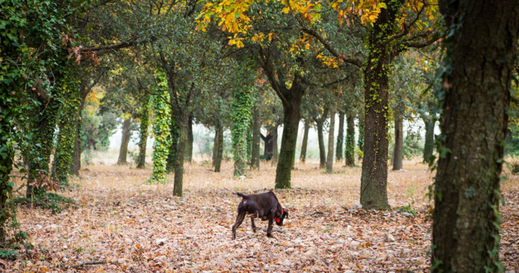 Dog hunting truffles in forest