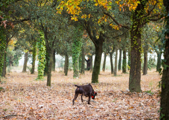 Dog hunting truffles in forest