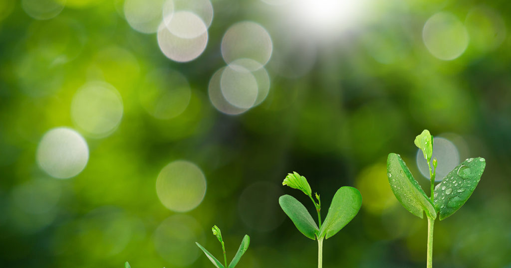 buds growing in fresh soil