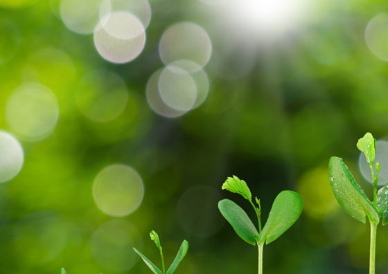 buds growing in fresh soil