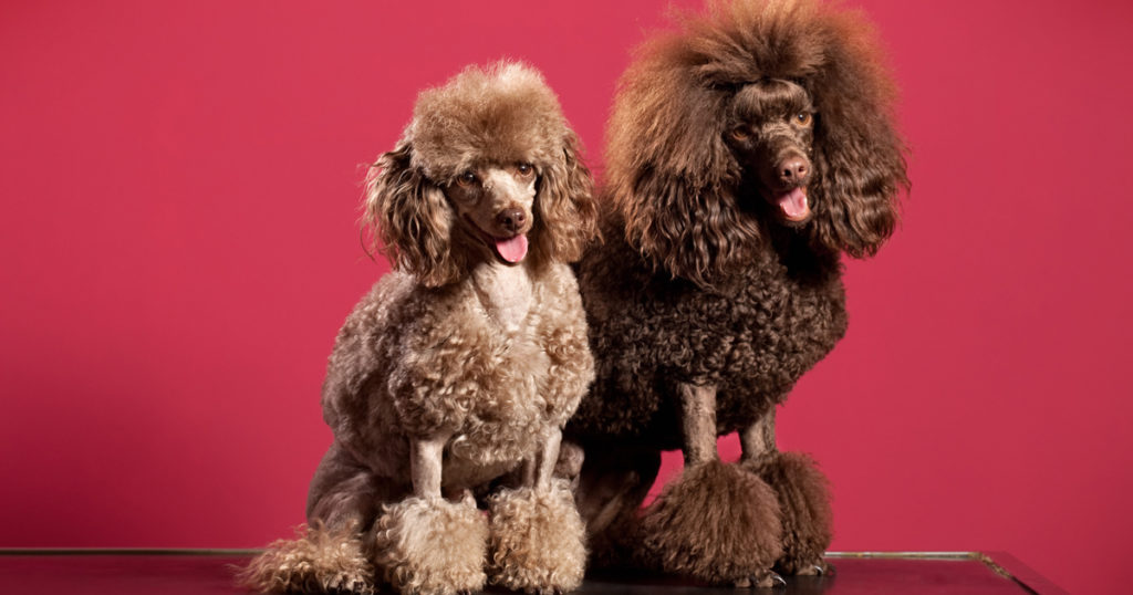 Poodle friends against a pink background