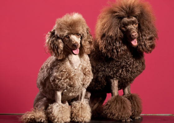 Poodle friends against a pink background