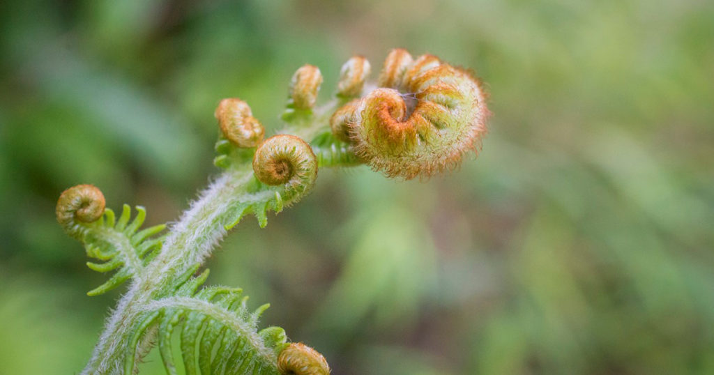 close up of fern frond