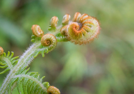 close up of fern frond