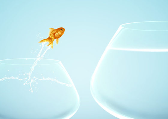 fish jumping from small bowl to large bowl