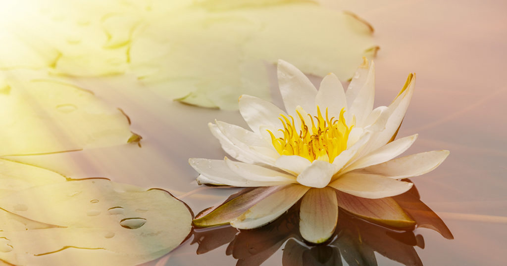 lotus flower on pond