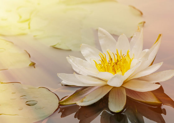 lotus flower on pond