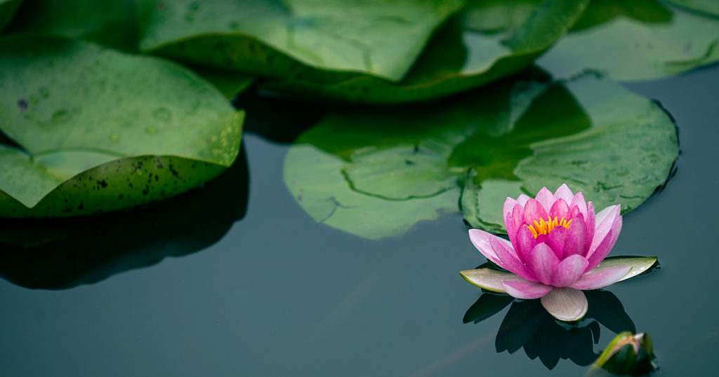 lotus and lilypads on a pond