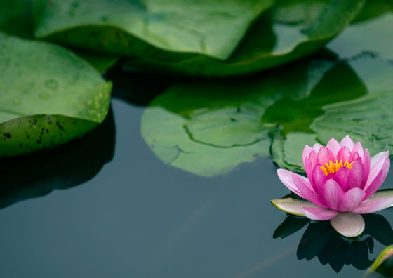 lotus and lilypads on a pond